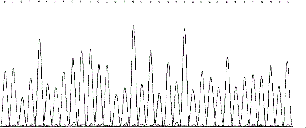 Method for detecting rs2295281 locus of hypertension susceptibility gene and detection kit