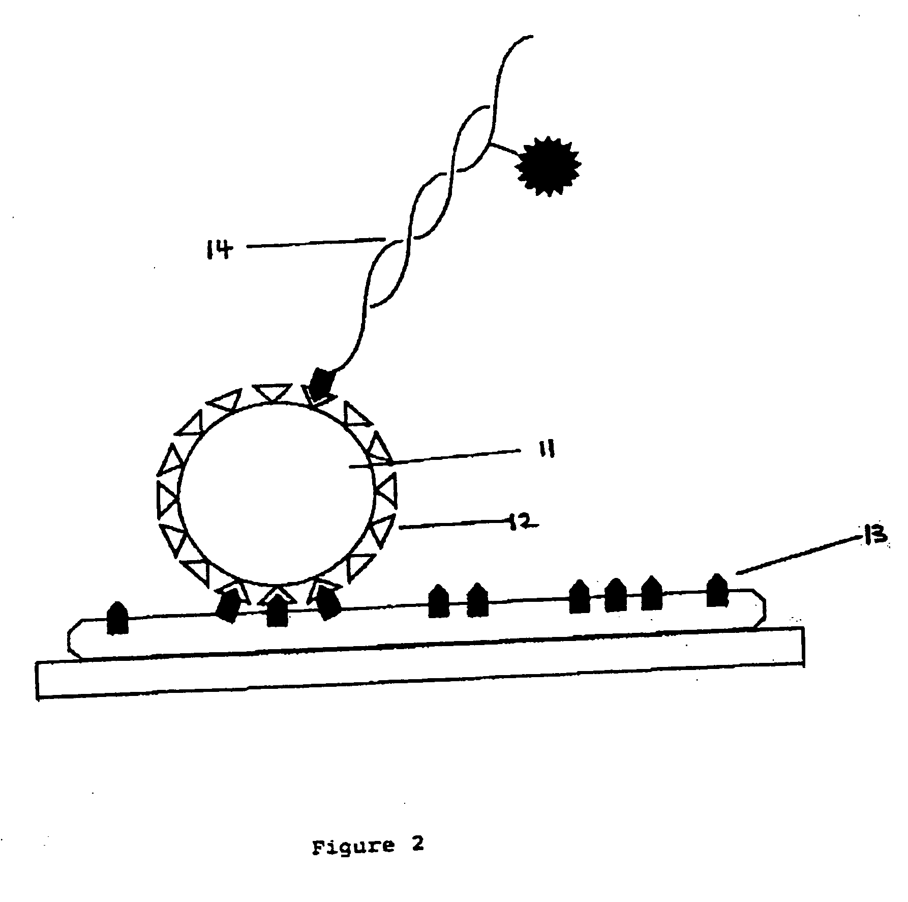 Arrayed biomolecules and their use in sequencing