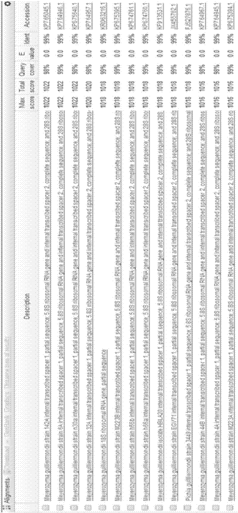 High-sugar-tolerant Meyerozyma guilliermondii strain and applications thereof