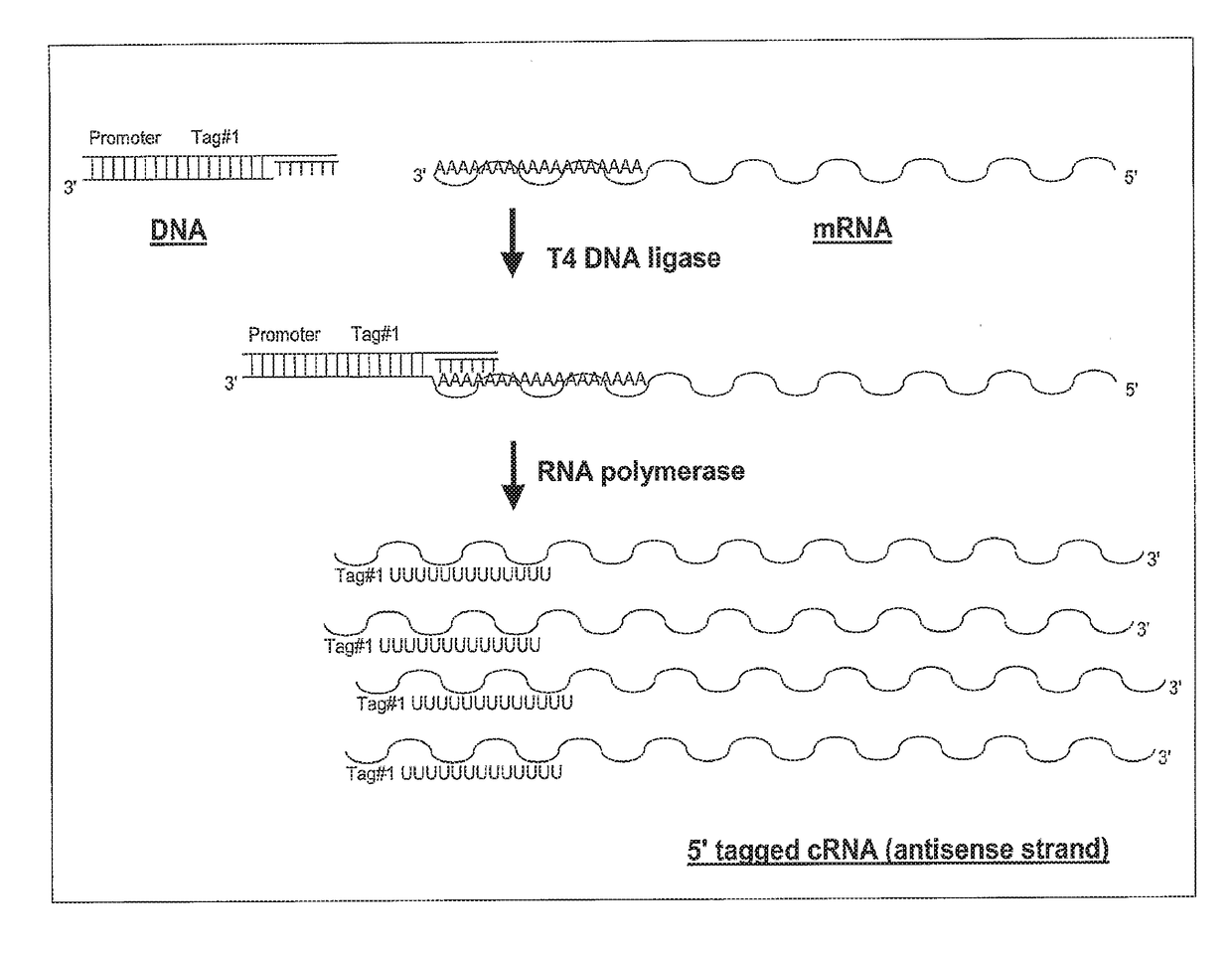 Ligation-based RNA amplification