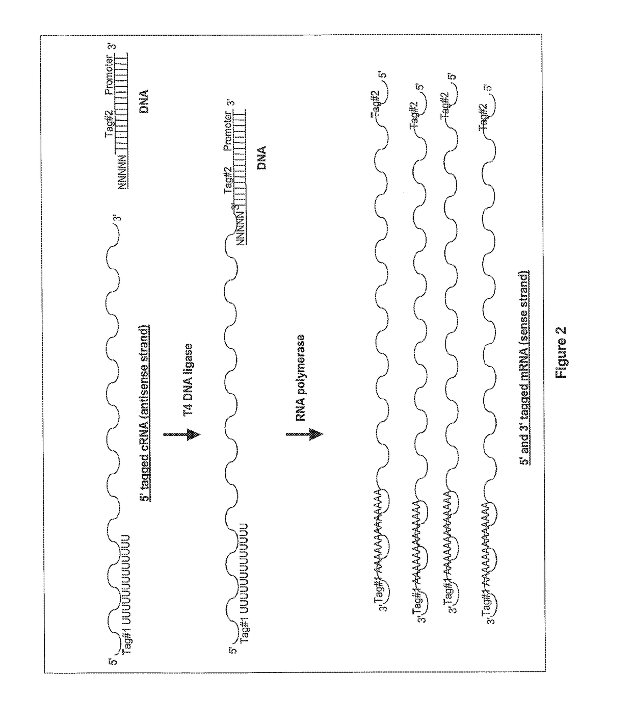 Ligation-based RNA amplification