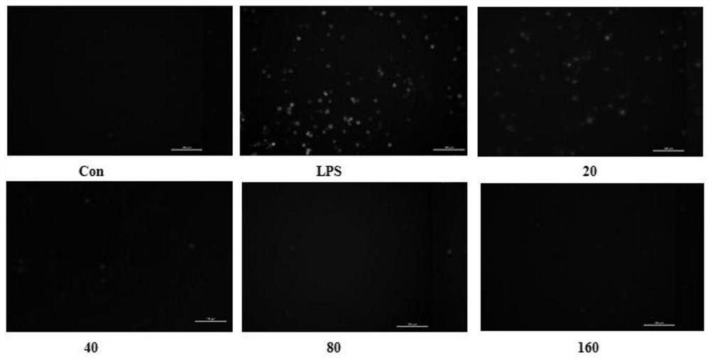 Application of mogroside IIE in preparation of antioxidant food, health care products or drugs