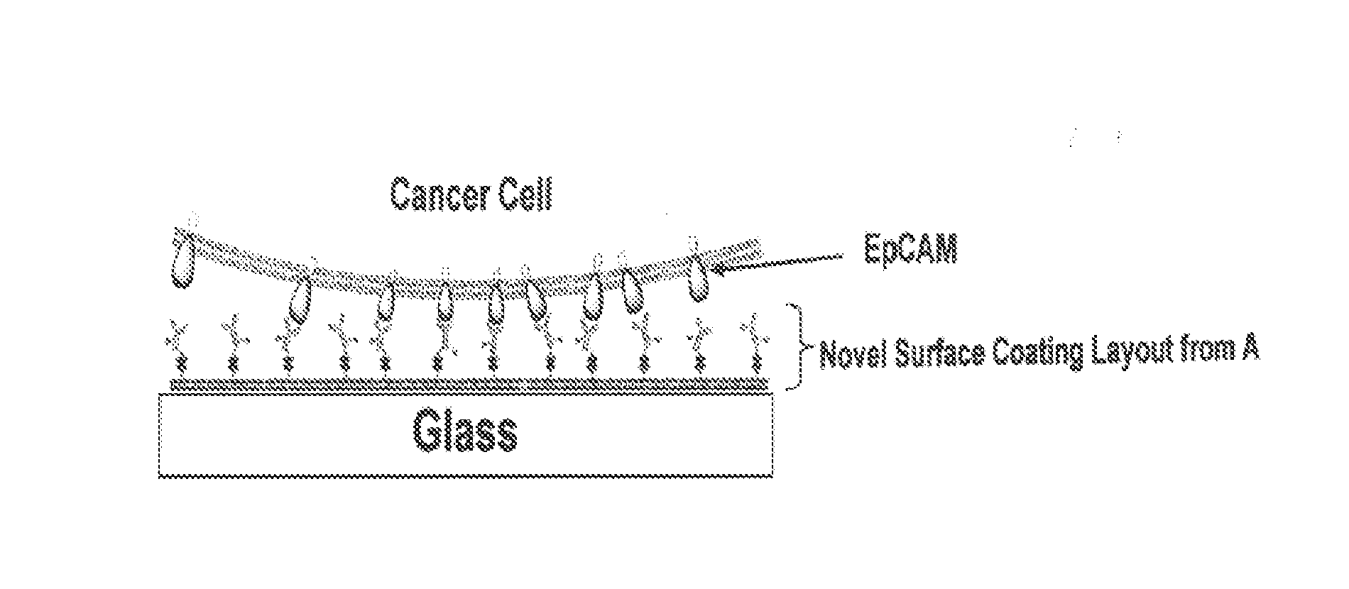 Capture, purification, and release of biological substances using a surface coating