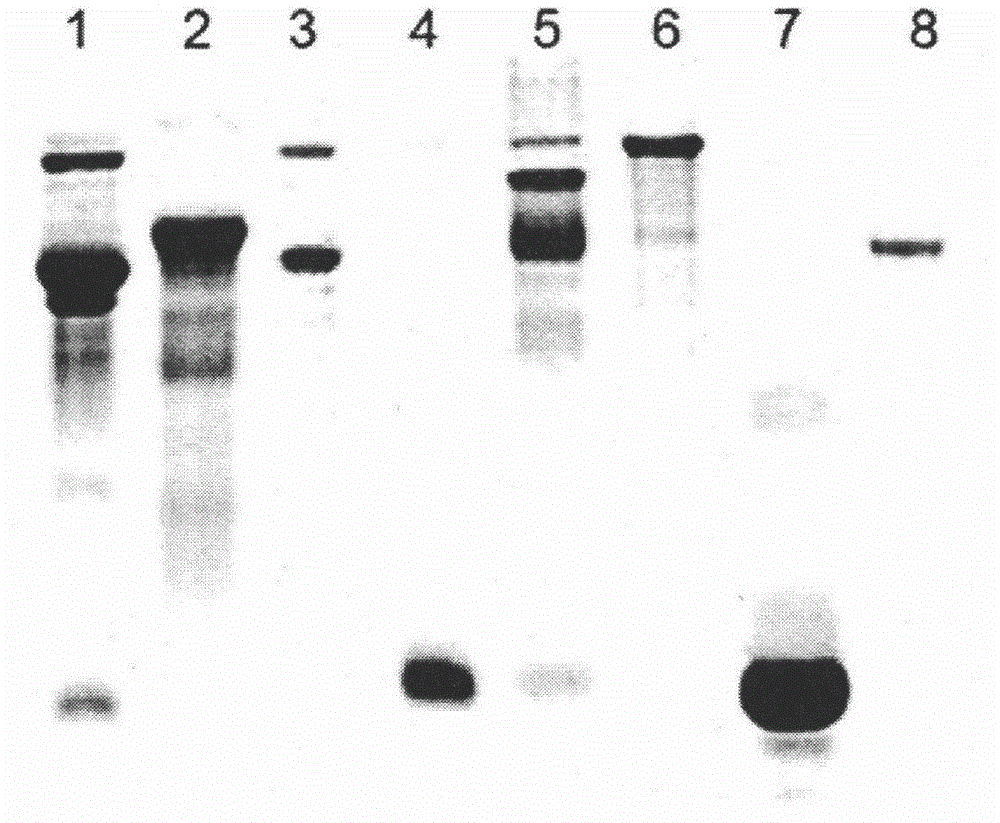 New method for separating out and purifying high-purity lysozyme from egg white