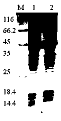 Method for preparation of co-expressed recombinase with genetic engineering technology