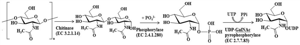 Double-enzyme co-immobilization synthesis method of uridine diphosphate-N-acetylglucosamine