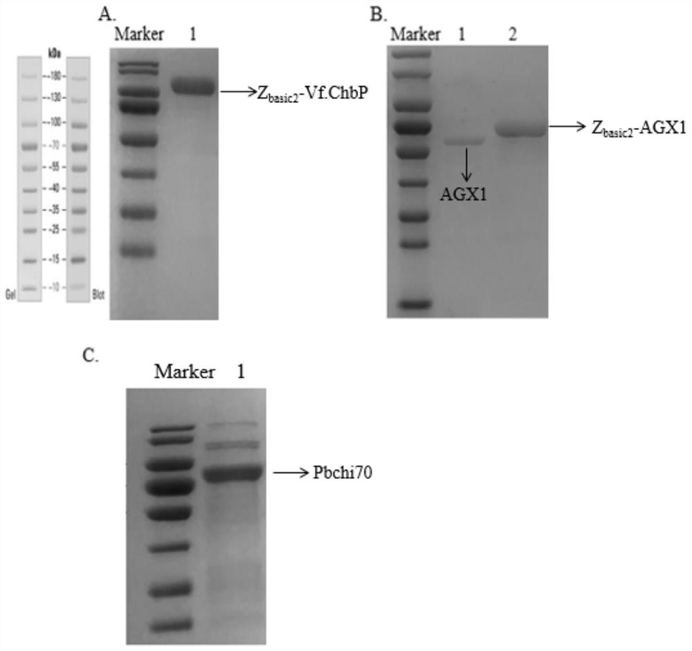 Double-enzyme co-immobilization synthesis method of uridine diphosphate-N-acetylglucosamine