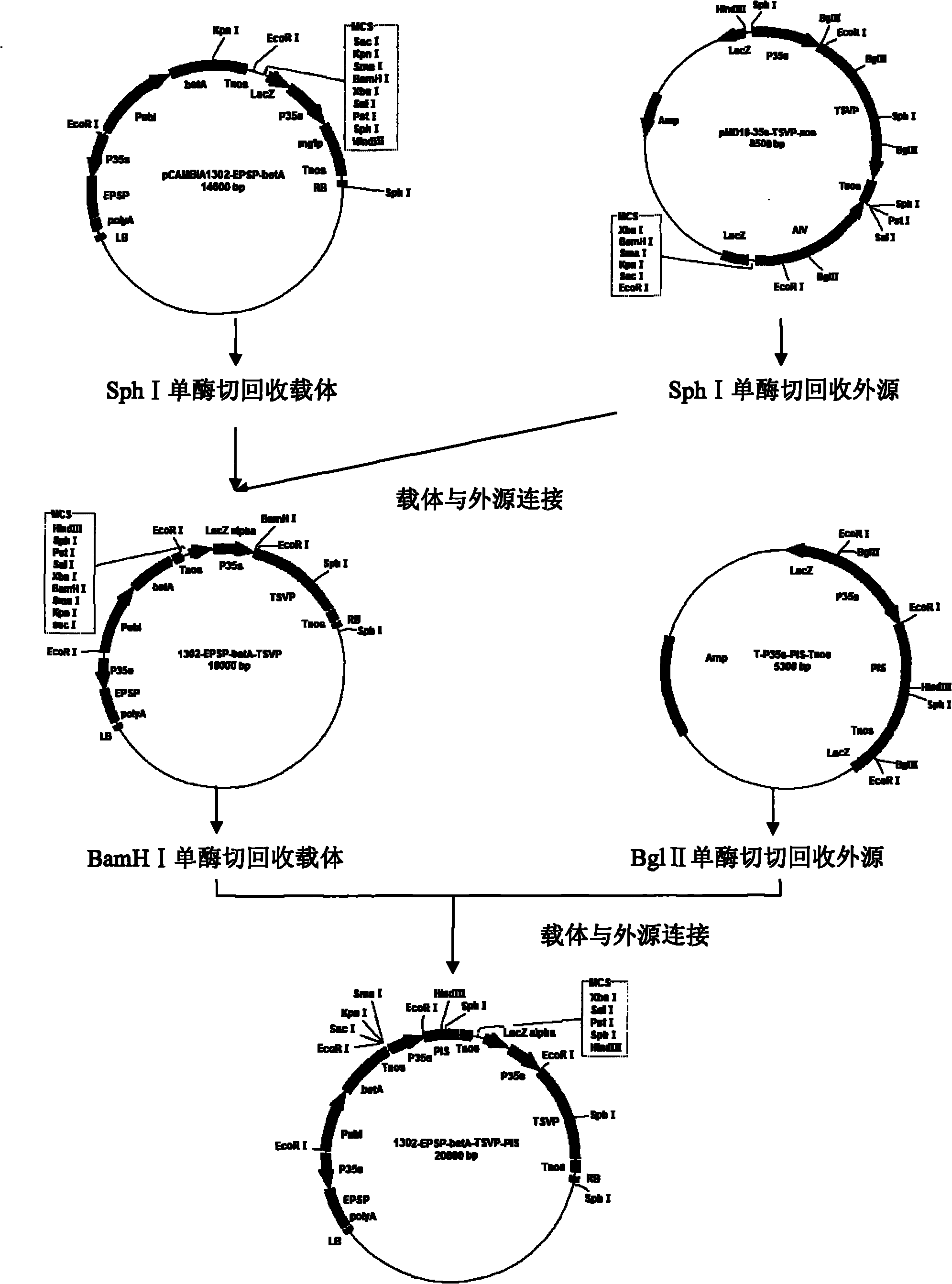 Method for heightening salt tolerance and drought tolerance of cotton by polymeric stress-resistant gene