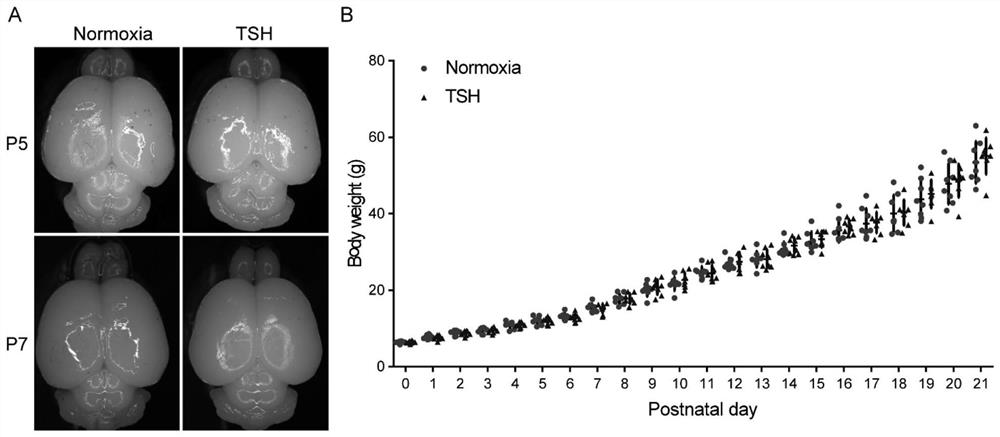 Preparation and application of animal model with broad brain region neuron tree sudden fertility disorder