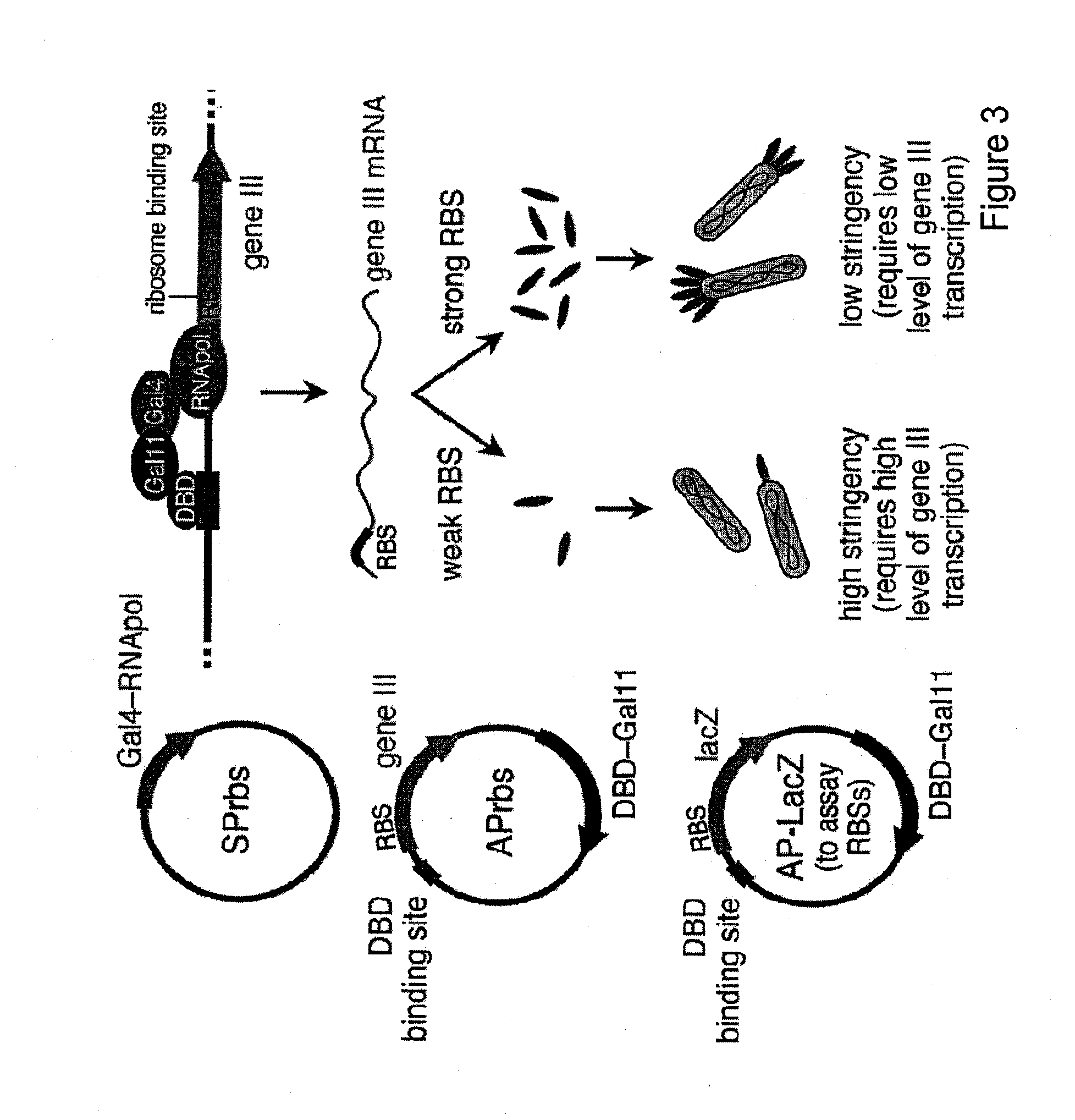 Continuous directed evolution of proteins and nucleic acids