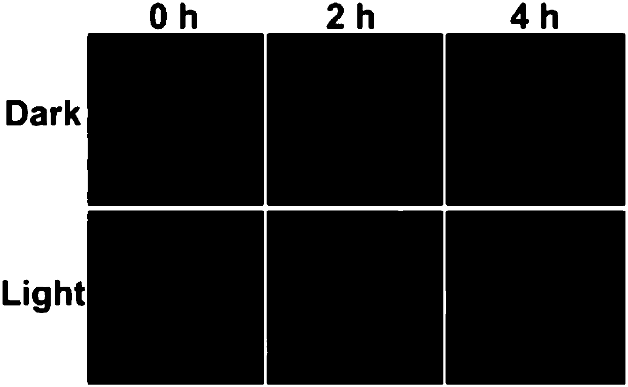 Polypyridine ruthenium cooperation compound having light activity, and applications thereof