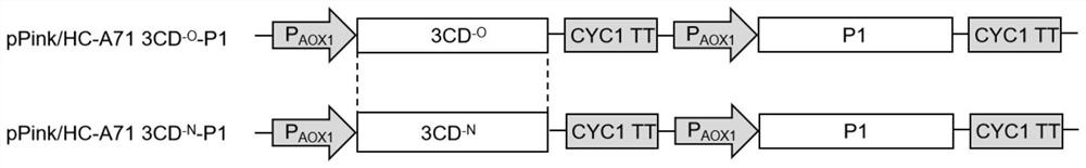 Recombinant enterovirus A71 virus-like particle and application thereof