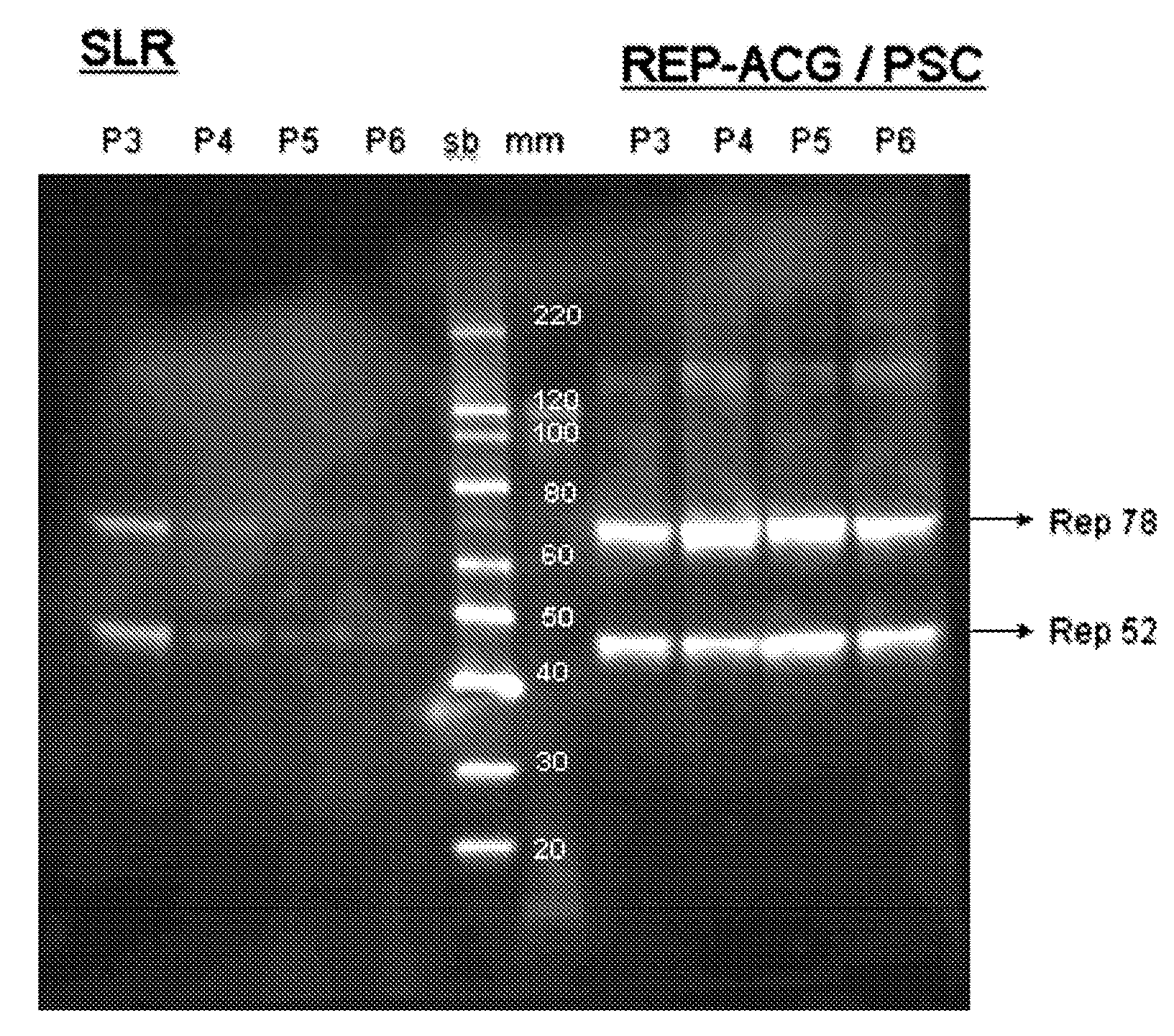 Vectors with modified initiation codon for the translation of aav-rep78 useful for production of aav