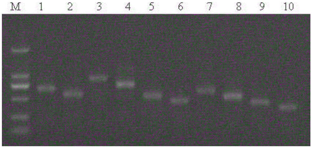 A method for identifying iron-deficiency-tolerant apple rootstocks