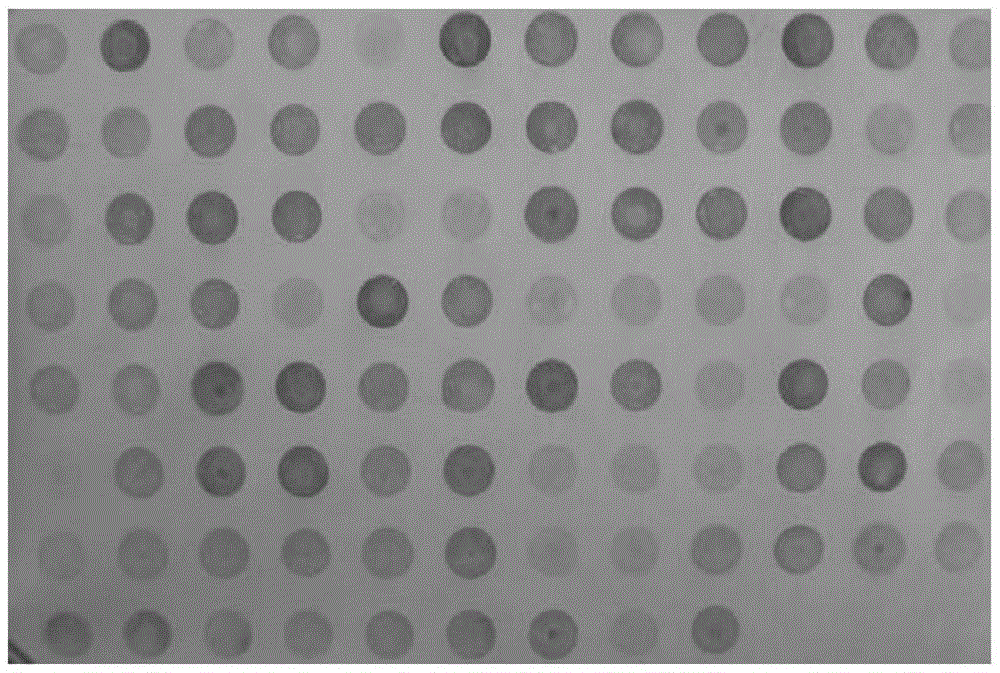 A method for identifying iron-deficiency-tolerant apple rootstocks