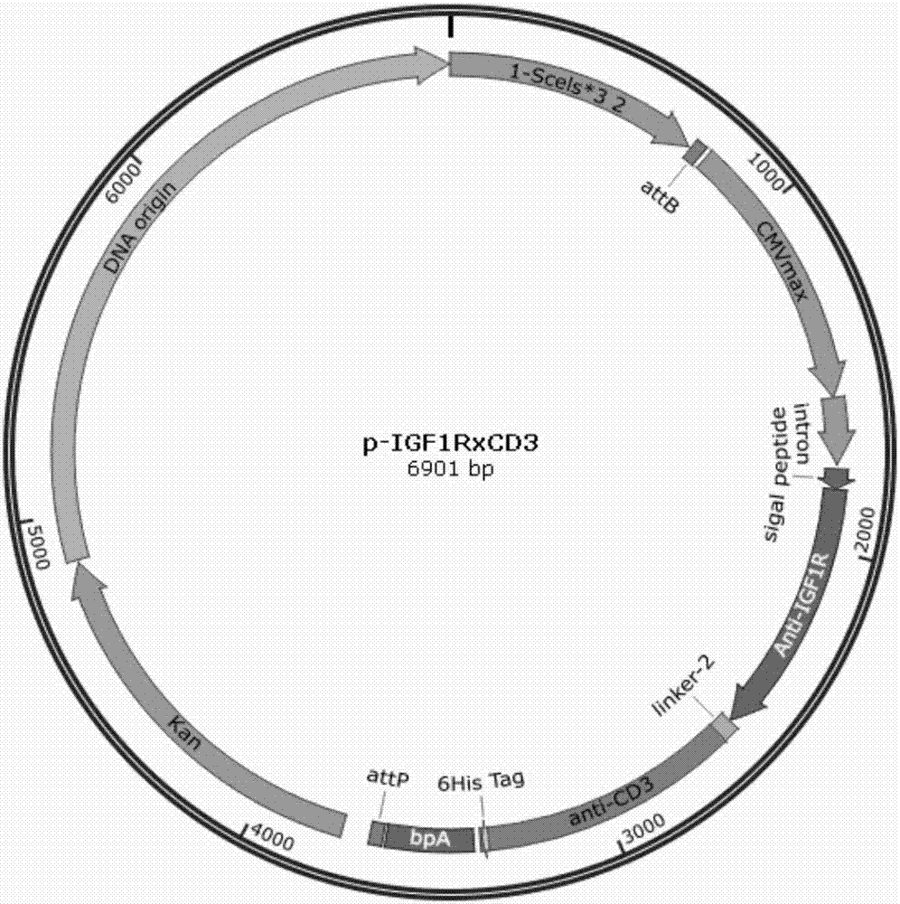 Bispecific antibody against IGF1R and CD3, minicircle DNA containing bispecific antibody expression cassette, and application thereof