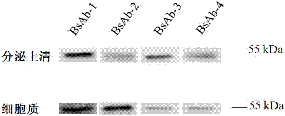 Bispecific antibody against IGF1R and CD3, minicircle DNA containing bispecific antibody expression cassette, and application thereof