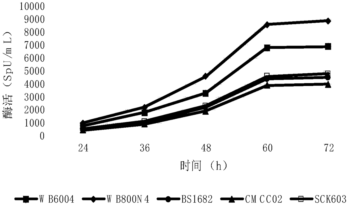 Polypeptide having serrapeptase activity and preparation method thereof