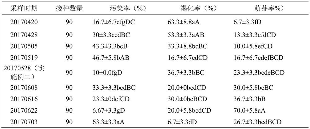 Efficient cultivation method of sterile explant of peach badam stem segment and explant