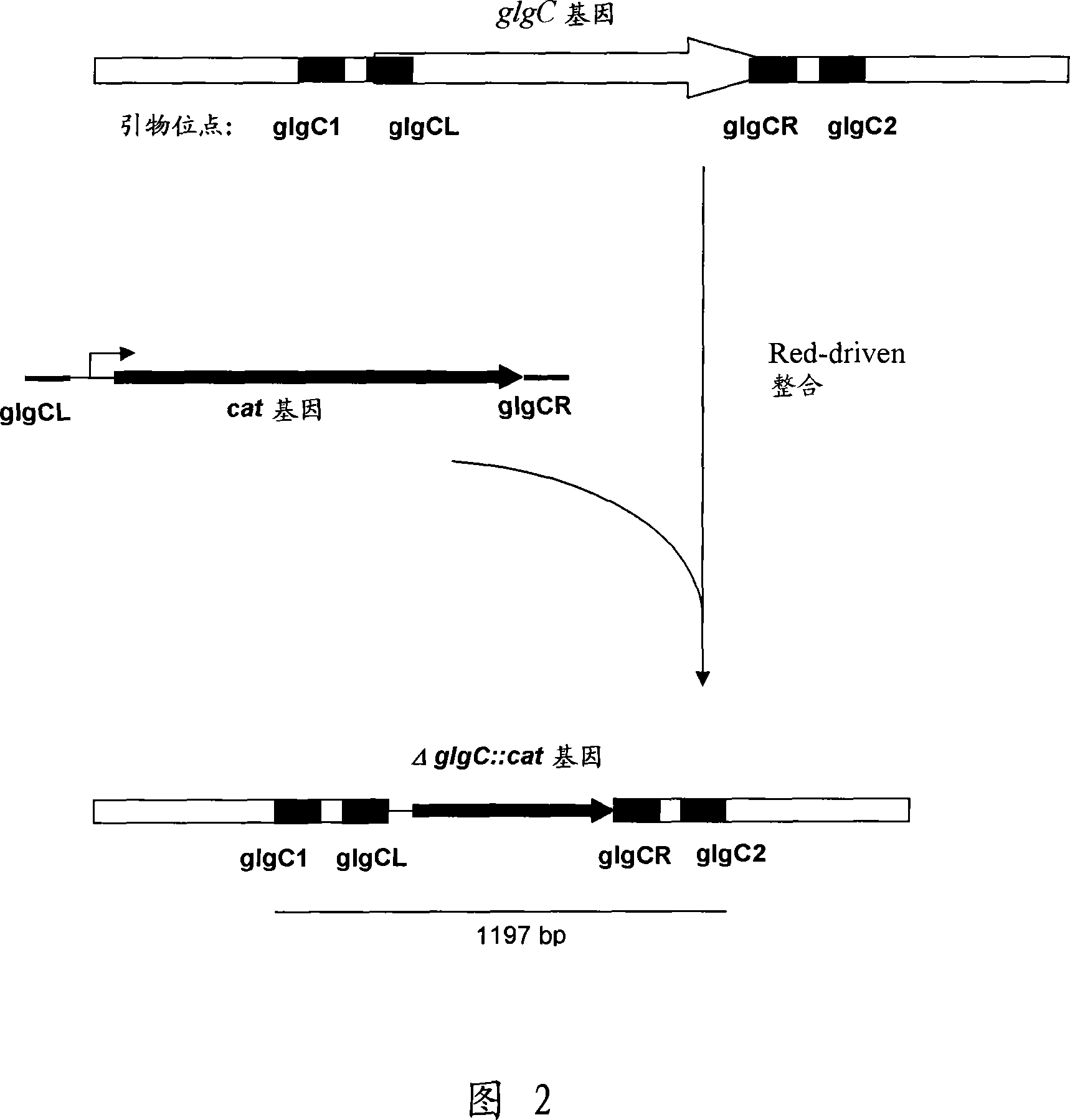 A method for producing an l-amino acid using a bacterium of the enterobacteriaceae family having a pathway of glycogen biosynthesis disrupted