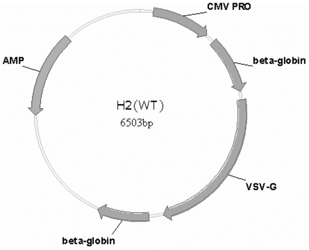 Lentiviral vector with efficient infectivity and multiplication capacity promoting effect for T cells and hematopoietic stem cells