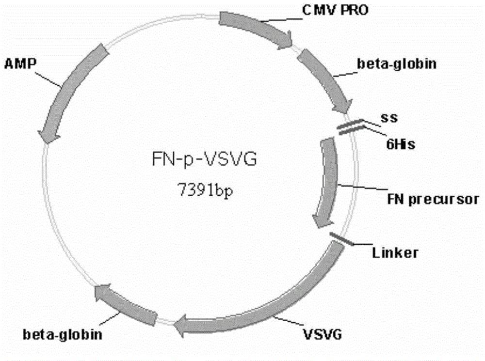 Lentiviral vector with efficient infectivity and multiplication capacity promoting effect for T cells and hematopoietic stem cells