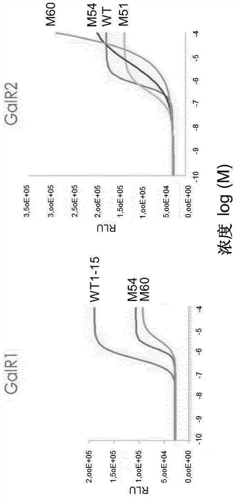 Cyclic galanin analogs and uses thereof