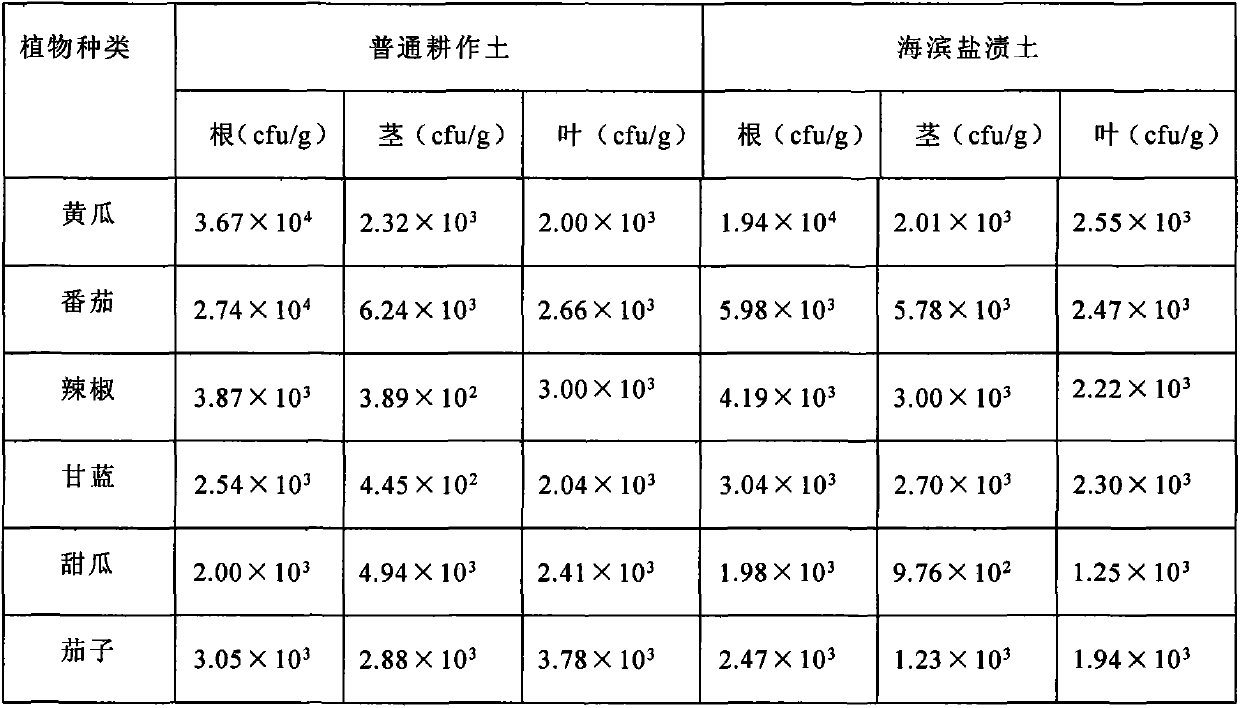 Marine bacillus with multiple functions on plants and its application