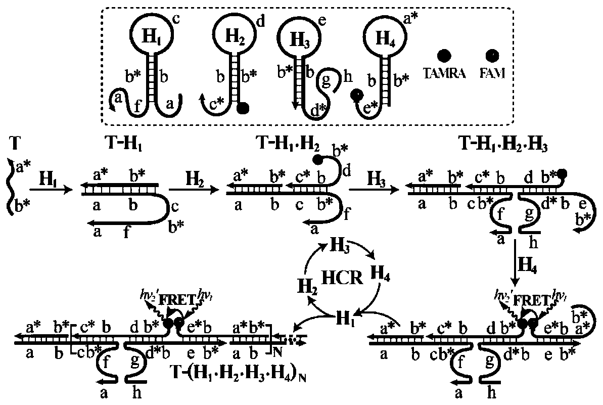 Nucleic acid analysis method based on constant-temperature cross-catalyzed nuclease reaction