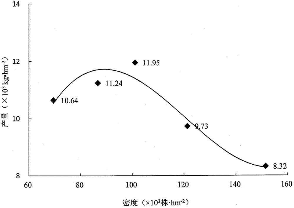 High-yield simple and labor saving type maize cultivation technology