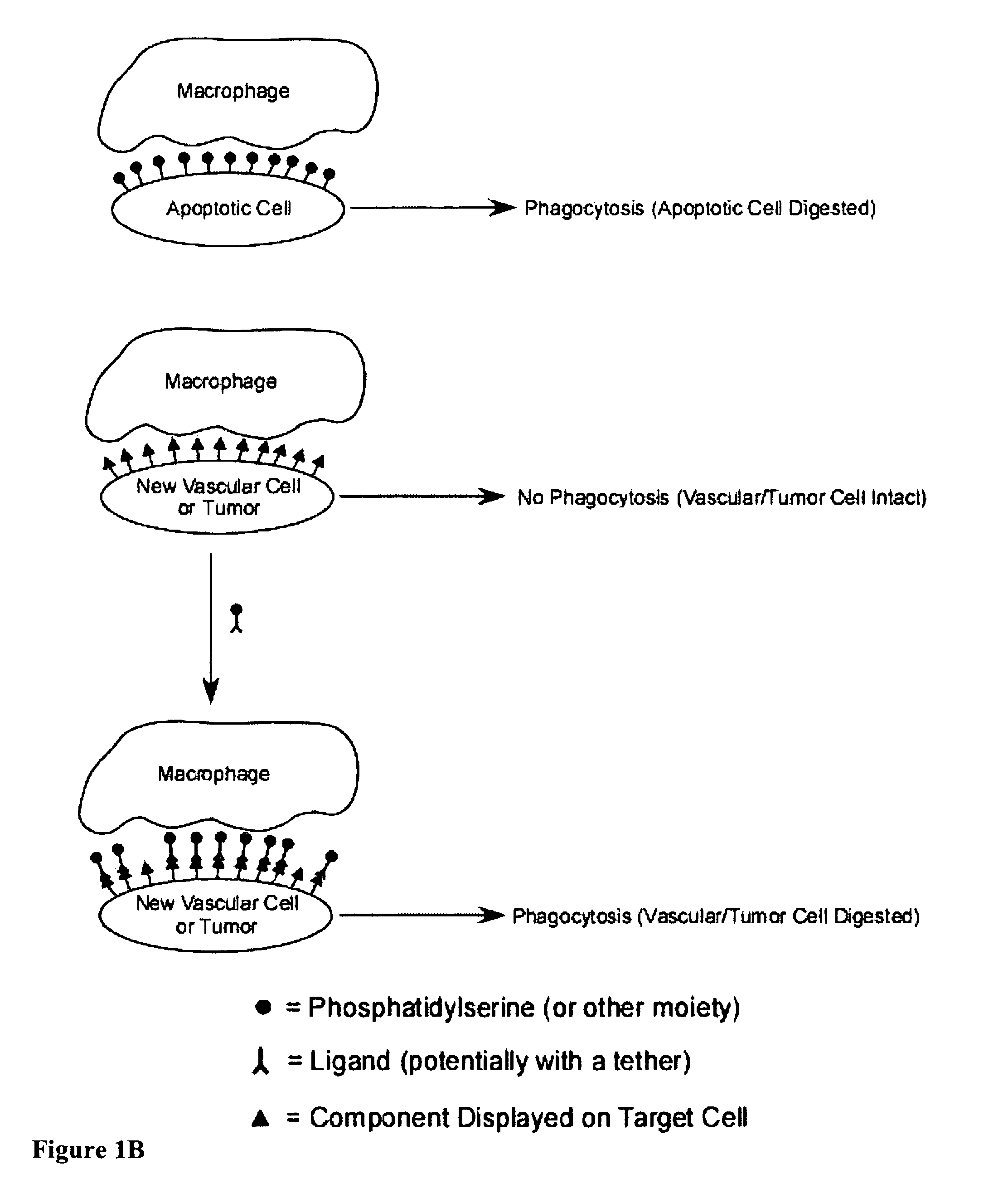 Compositions and methods for enhancing phagocytosis or phagocyte activity