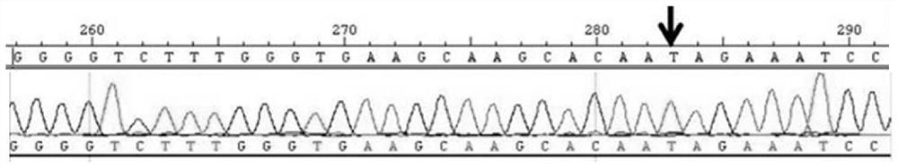 A kit for detecting pathological myopia and its use method and application