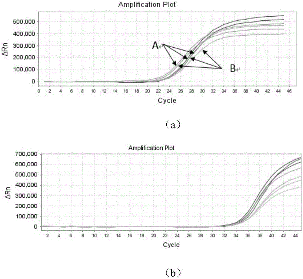 Nucleic acid amplification system and freeze-drying protective agent thereof