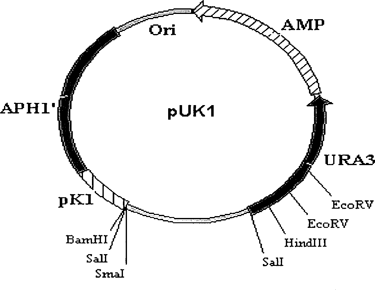 Chick pea kluyveromyces expression system and its use