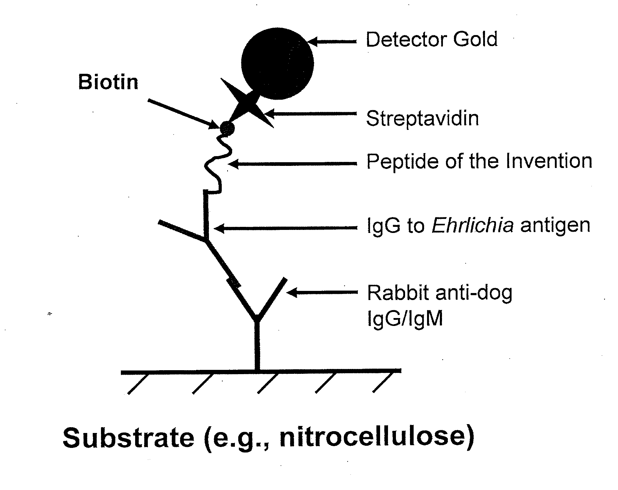 Peptides, devices, and methods for the detection of ehrlichia antibodies