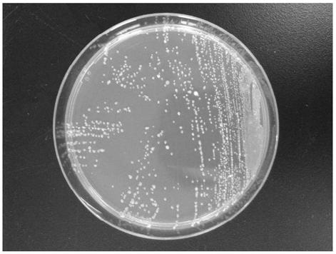 An endogenous biocontrol strain for inhibiting Acanthopanax blight and its application