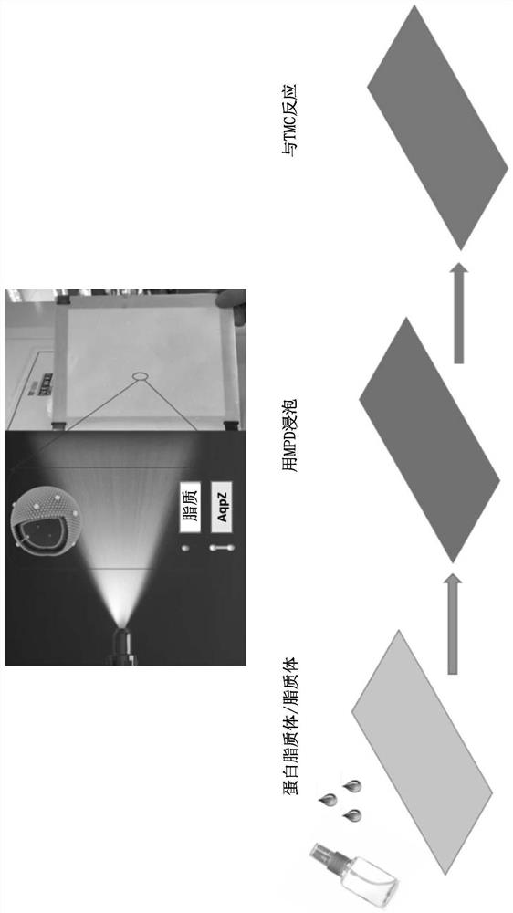 Fabrication of aquaporin-based biomimetic membrane