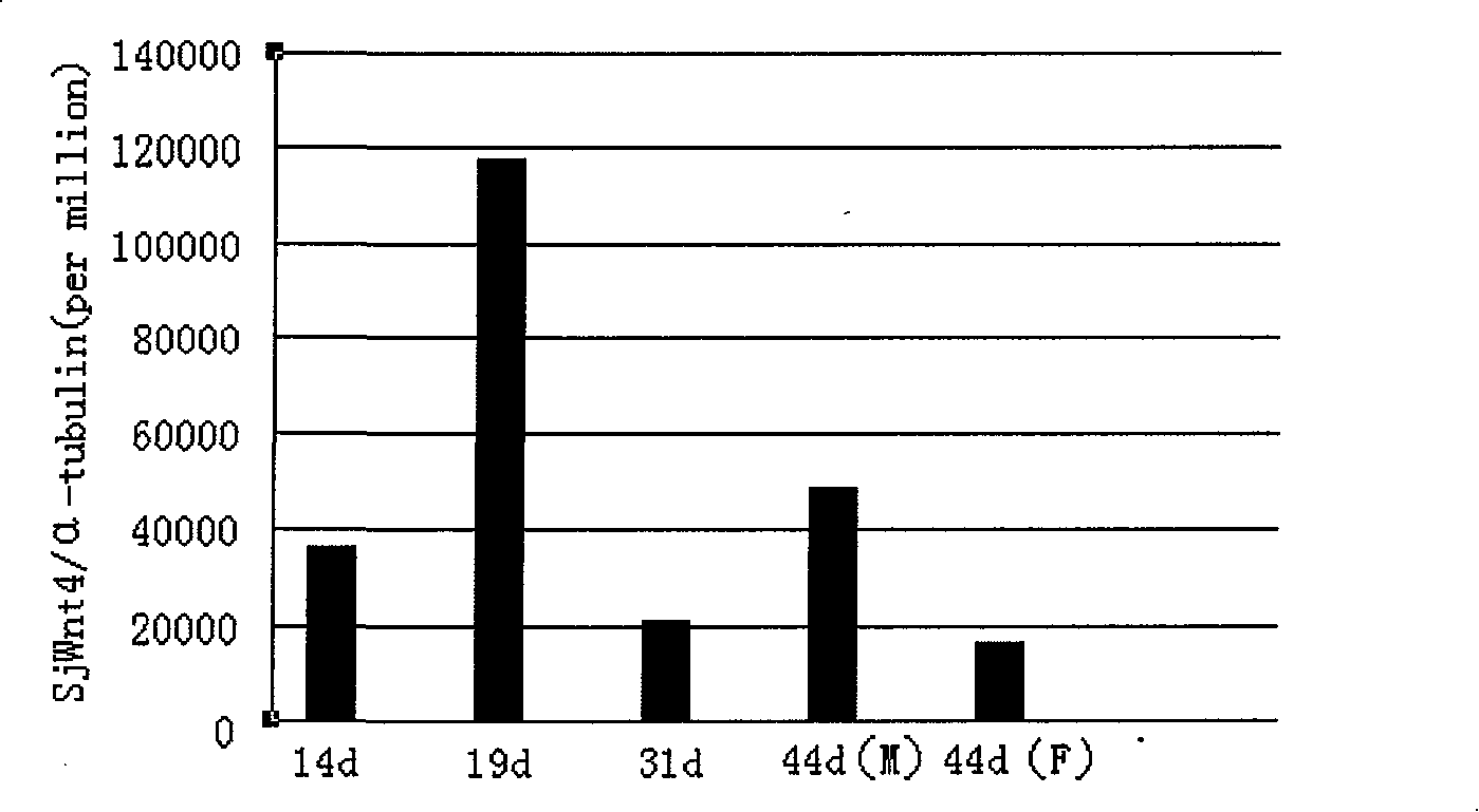 Clone, expression and use of Schistosoma Japonicum signal transduction protein Sjwnt-4 gene