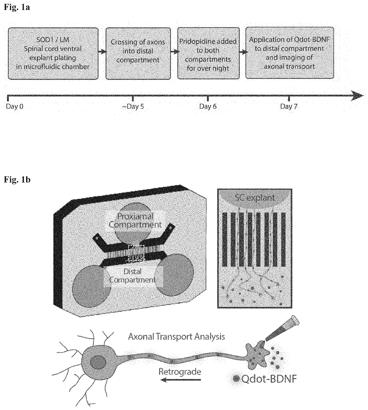 Method of treating amyotrophic lateral sclerosis with pridopidine