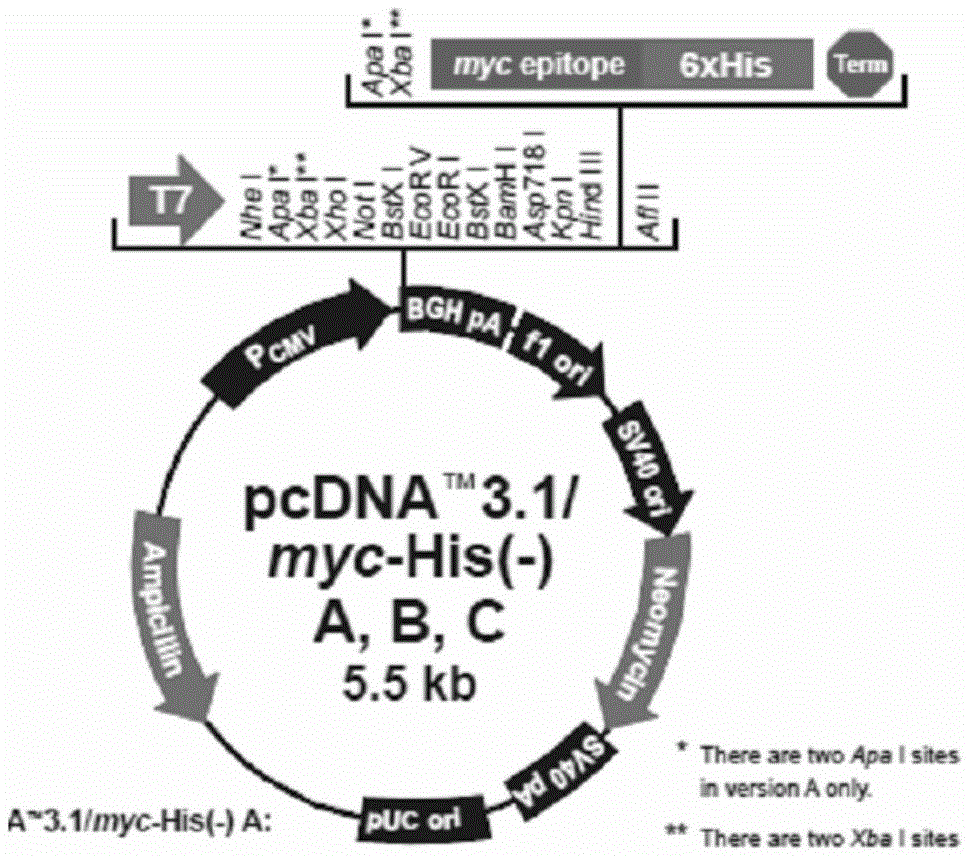 Anti-CAV polypeptide analog, and corresponding cDNA (complementary deoxyribonucleic acid) and application thereof