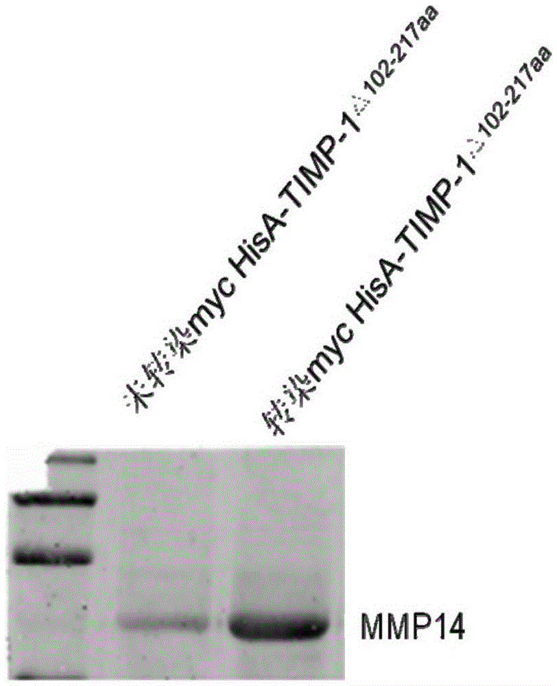 Anti-CAV polypeptide analog, and corresponding cDNA (complementary deoxyribonucleic acid) and application thereof