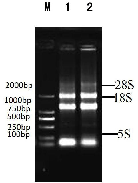 Method for promoting gene cloning efficiency