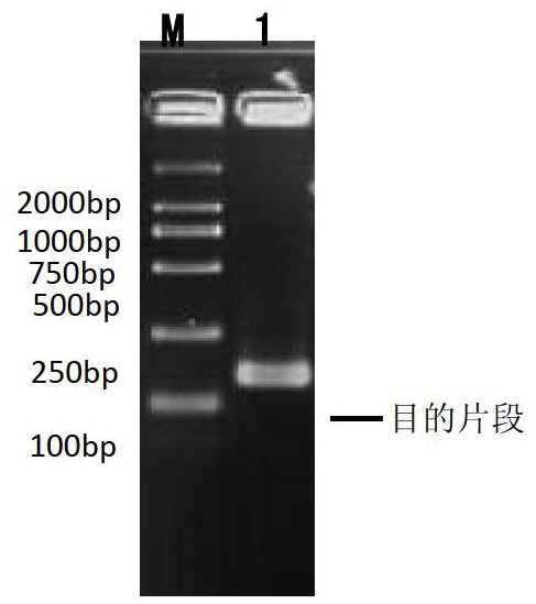 Method for promoting gene cloning efficiency