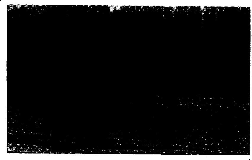 Water-entering adaptive adjusting sewage outfall device