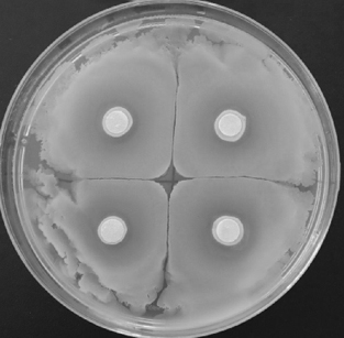 Klebsiella sp. and use thereof in preventing and treating of fire blight of fruit trees