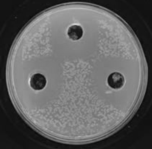 Klebsiella sp. and use thereof in preventing and treating of fire blight of fruit trees