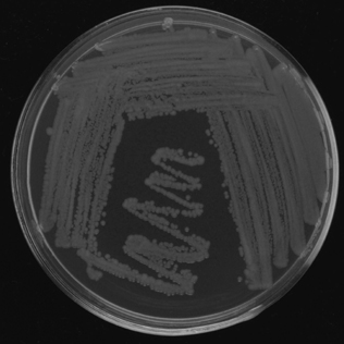 Klebsiella sp. and use thereof in preventing and treating of fire blight of fruit trees