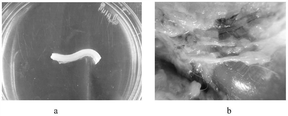 A kind of decellularized nerve matrix material and its preparation method and application