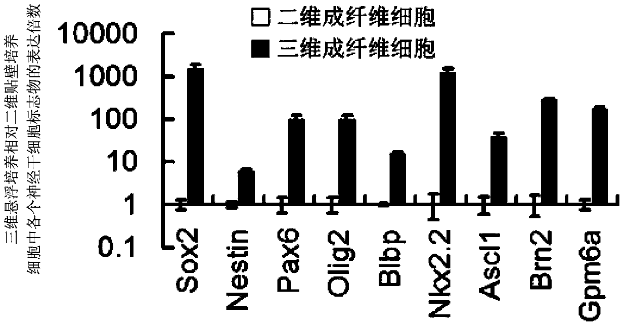 Method for preparing neural stem cells by adopting fibroblasts