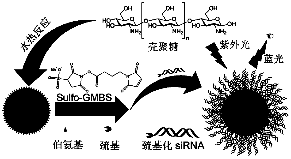 Visualized spherical nucleic acid based on fluorescent carbon nanoparticles and its preparation method and application